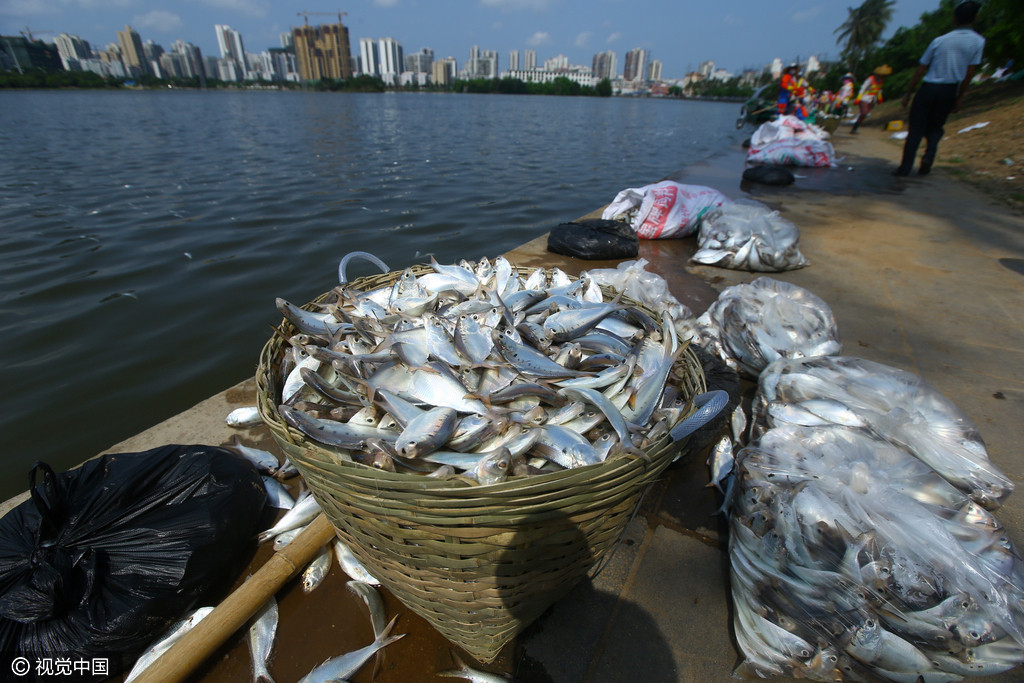 海口红城湖现大量死鱼 5小时打捞超过20吨