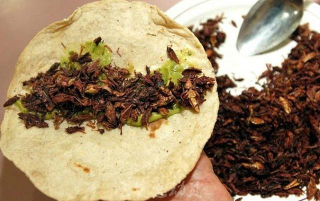 关于虫子美食的争论几时休,你是吃不吃呢?