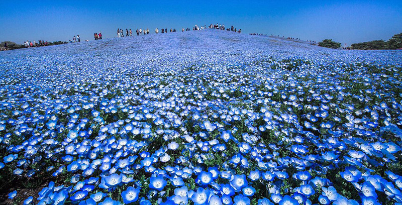 摄影师铃木秀亘(hidenobusuzuki)拍摄日立滨海公园花开美景,蓝色花海