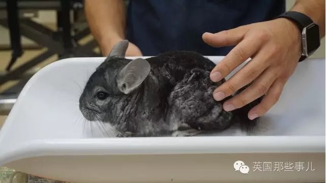 爬宠日常喂食 t01ec1539c3e0ca1e4f.jpg