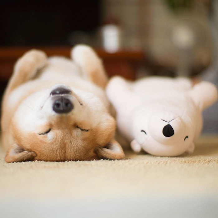 日本网红柴犬"兄弟"同步睡姿萌翻大众,柴犬爬下睡姿图