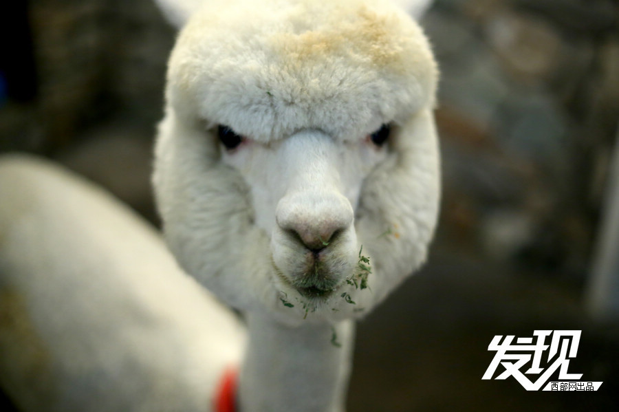今年5月6日,网络上疯传一段疑似李小璐的21秒长不雅视频,随即李小璐的经纪人极力否认,而李小璐的老公贾乃亮更在微博大爆粗口斥责造谣者,与此同时,有知情的网友爆料称,视频中的女主角非李小璐,而一个叫做林娜冰的嫩模。其目的无非借李小璐炒作上位。 前不久郭美美因涉嫌赌球被警言抓获,目前应该还被拘留在看守所里,不过近日,却有人在网上翻出疑似是郭美美的不雅视频,而且截力也在网络中传开,图中的女主角看似是叭在一位露出大肚皮的男子身上,表情妩媚,不过也有网友表示,现在的女星整容太多,根本无法确认图片中的女主角就是郭