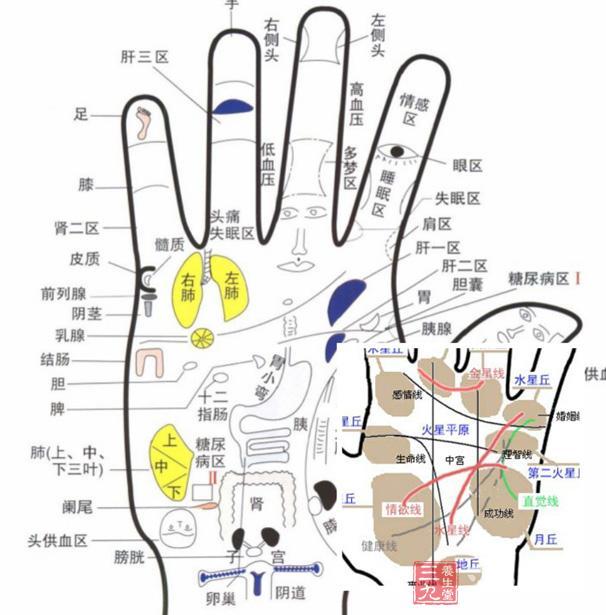 在胚胎发育早期,手掌的皮纹就已经逐渐形成新闻中心 聊城新闻 聊城