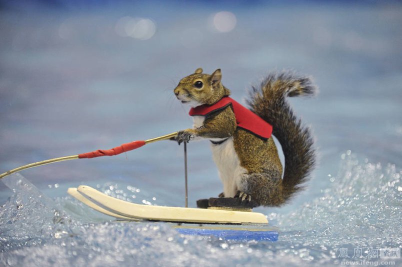 2015年8月4日报道,美国德州奥斯汀,小松鼠twiggy在2015世界极限运动