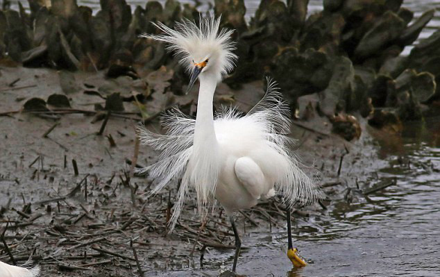 摄影师抓拍"炸毛"雪鹭风中凌乱