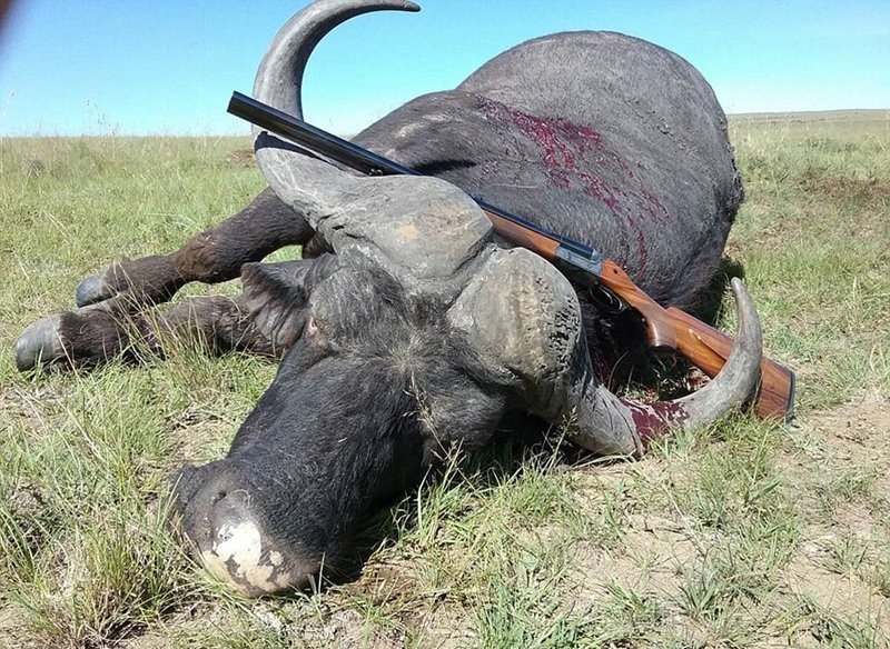 瑞典男子猎杀并食用南非野生动物引众怒